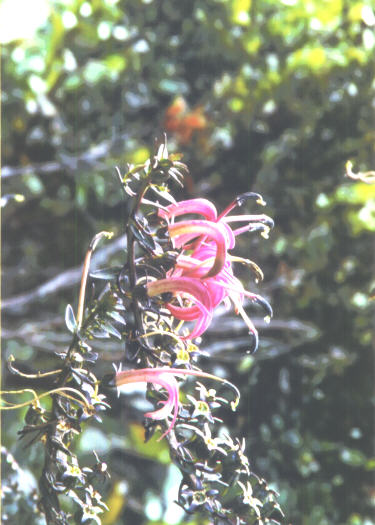 Flower shot from Alakai swamp trail
